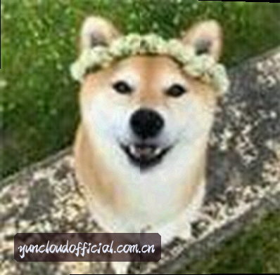 赵哥